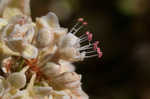 Dogtongue buckwheat